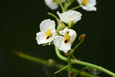 soin énergie du printemps, photo fleurs capmediation